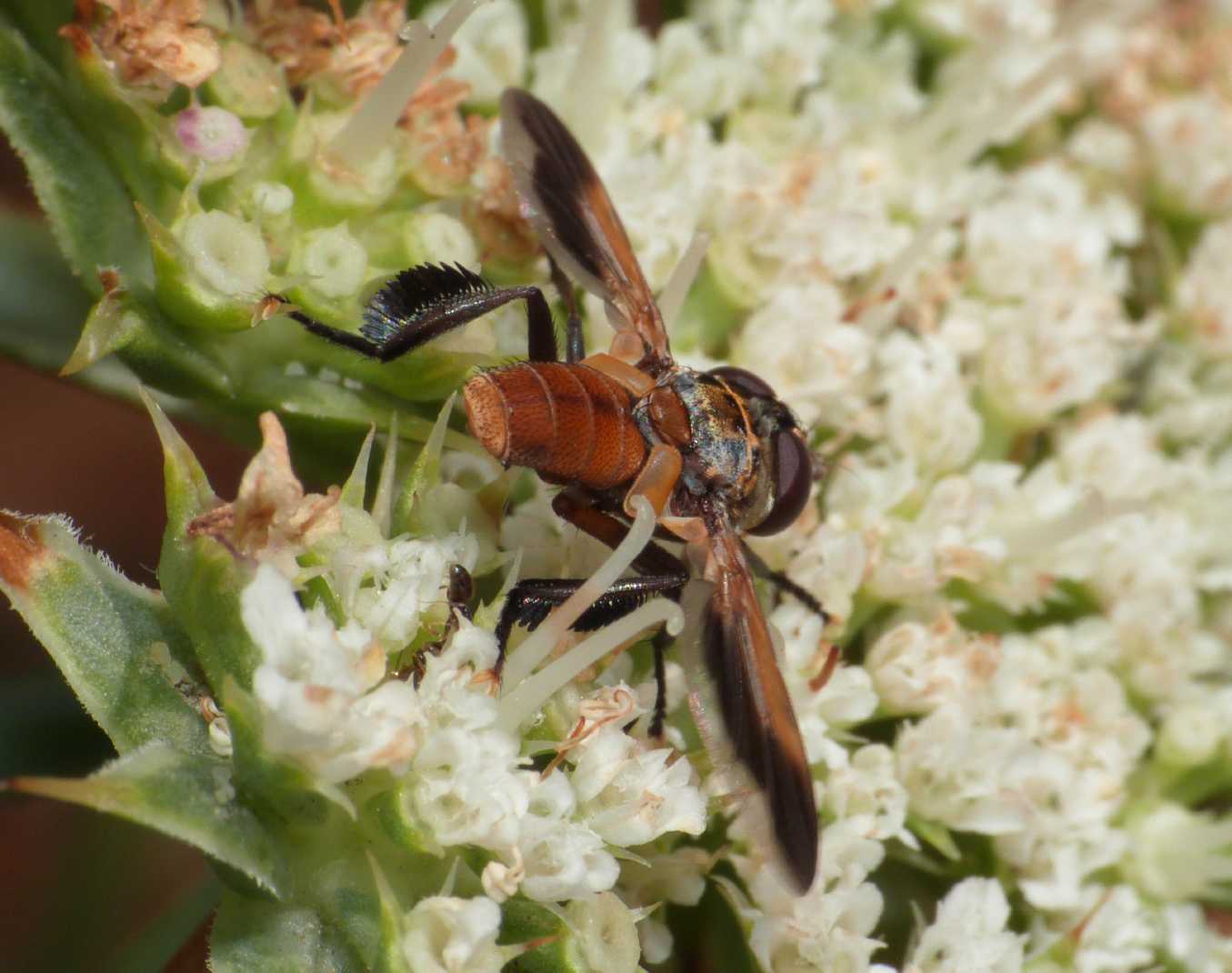 Trichopoda pennipes